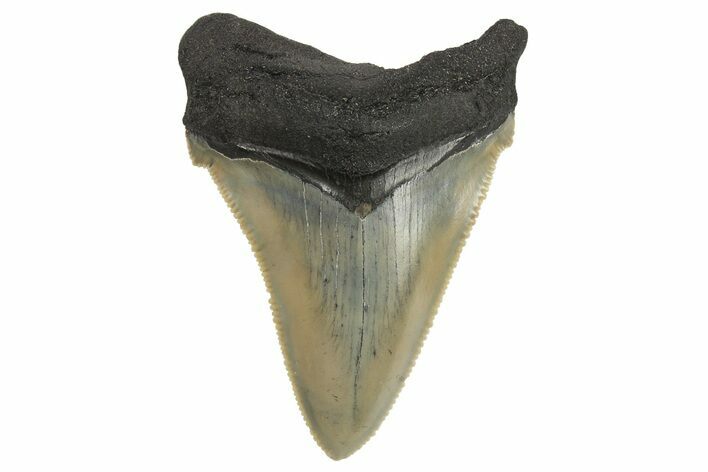 Serrated Angustidens Tooth - Megalodon Ancestor #295749